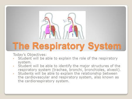 The Respiratory System Today’s Objectives: Student will be able to explain the role of the respiratory system. Student will be able to identify the major.