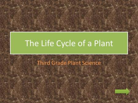 The Life Cycle of a Plant Third Grade Plant Science.