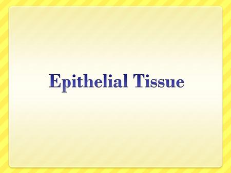Epithelia Epithelia are tissues consisting of closely apposed cells with very little intercellular substances. They Epithelia are avascular but all epithelia.