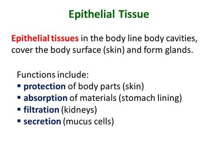 Epithelial Tissue Epithelial tissues in the body line body cavities, cover the body surface (skin) and form glands. Functions include:  protection of.