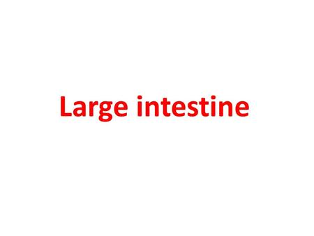 Large intestine.