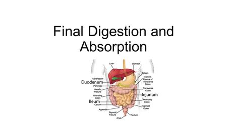 Final Digestion and Absorption