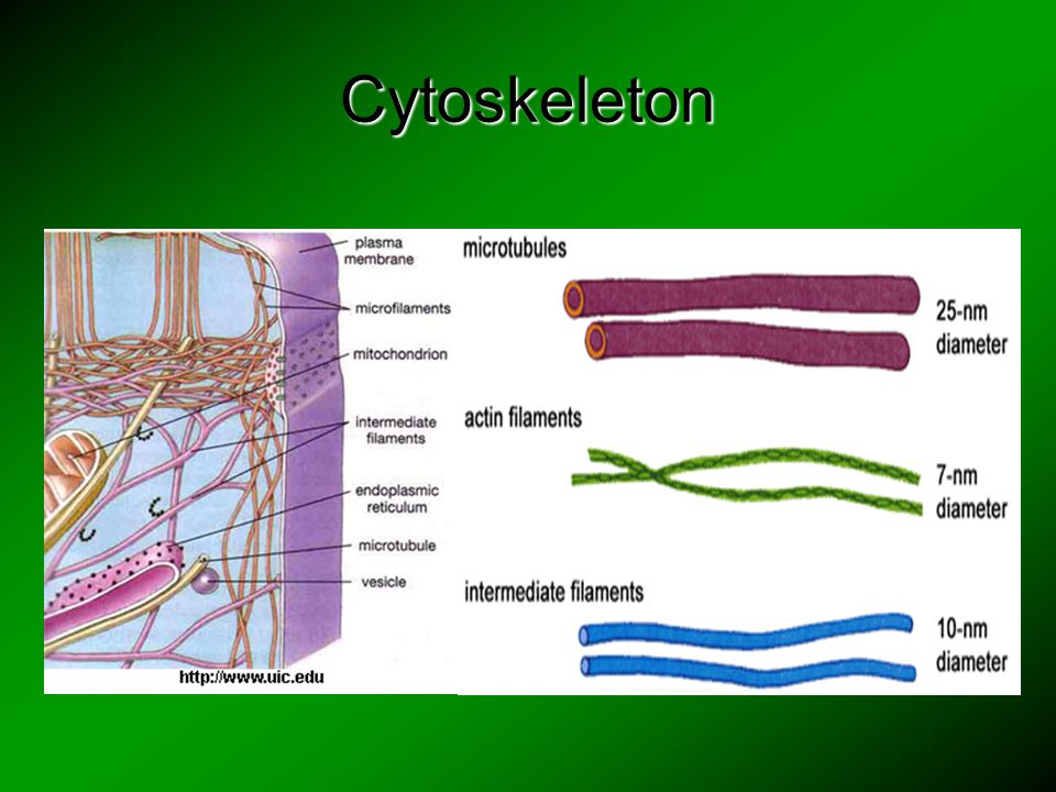 download physiology biophysics and biomedical