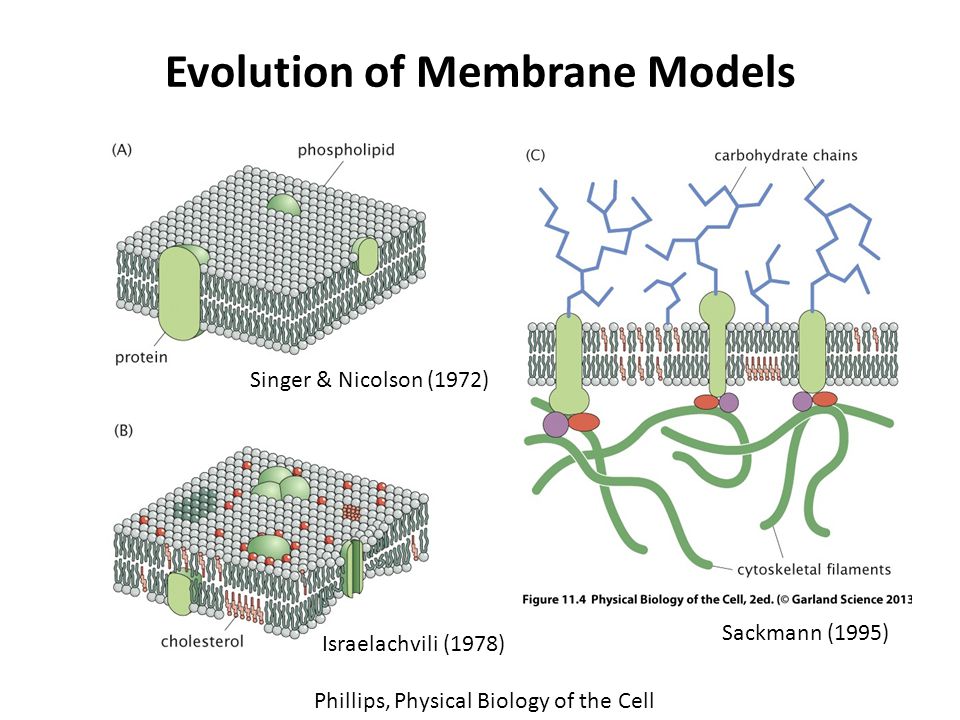 Molecular Cell Biology: Amazoncouk: Harvey Lodish