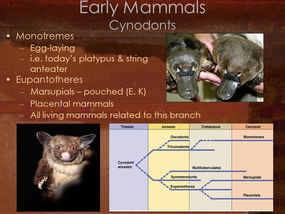 biological