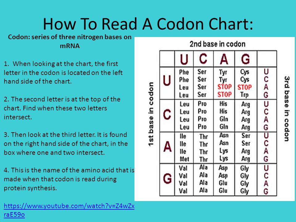 How To Read A Codon Chart