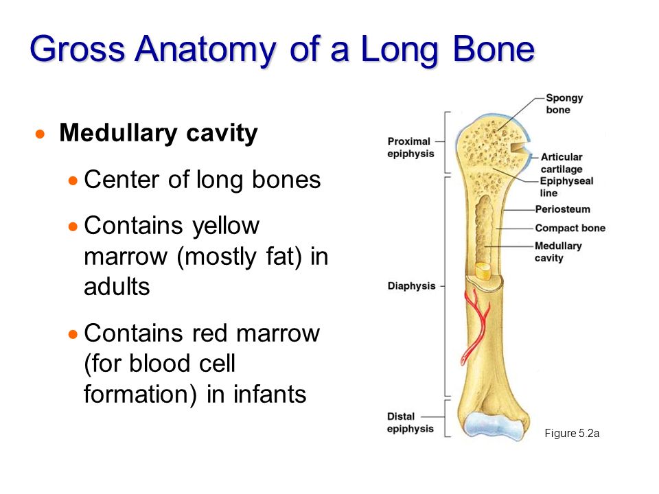 What Contains Fat In Adult Bones 95