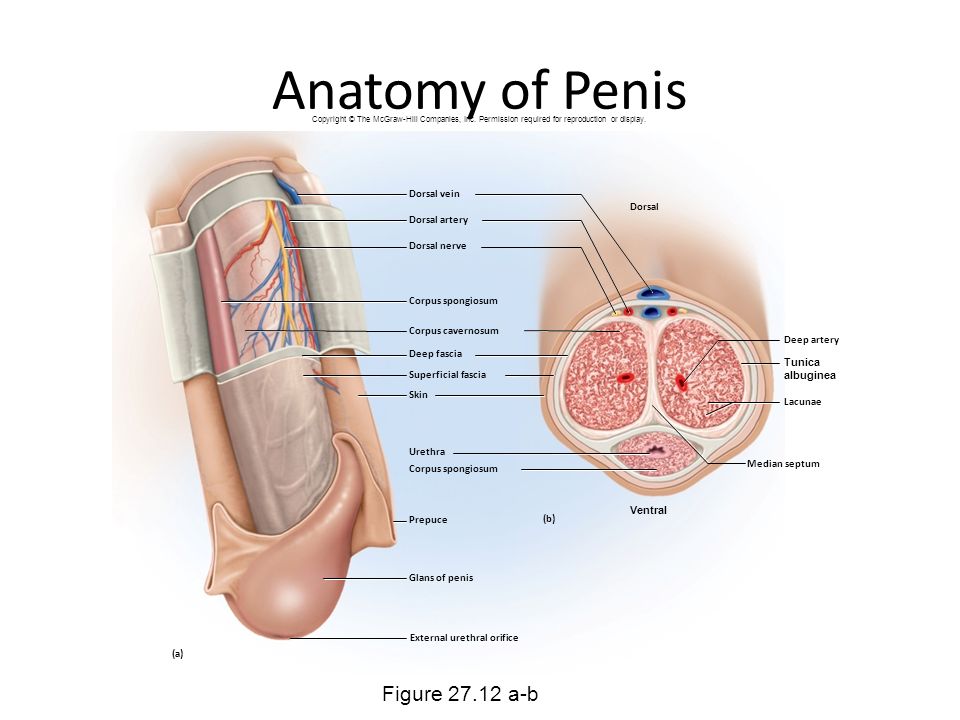 Penis Anatomy Video 106