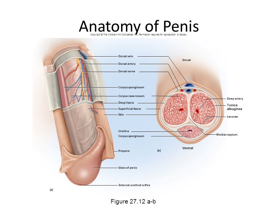 Dorsal Vein Of The Penis 50