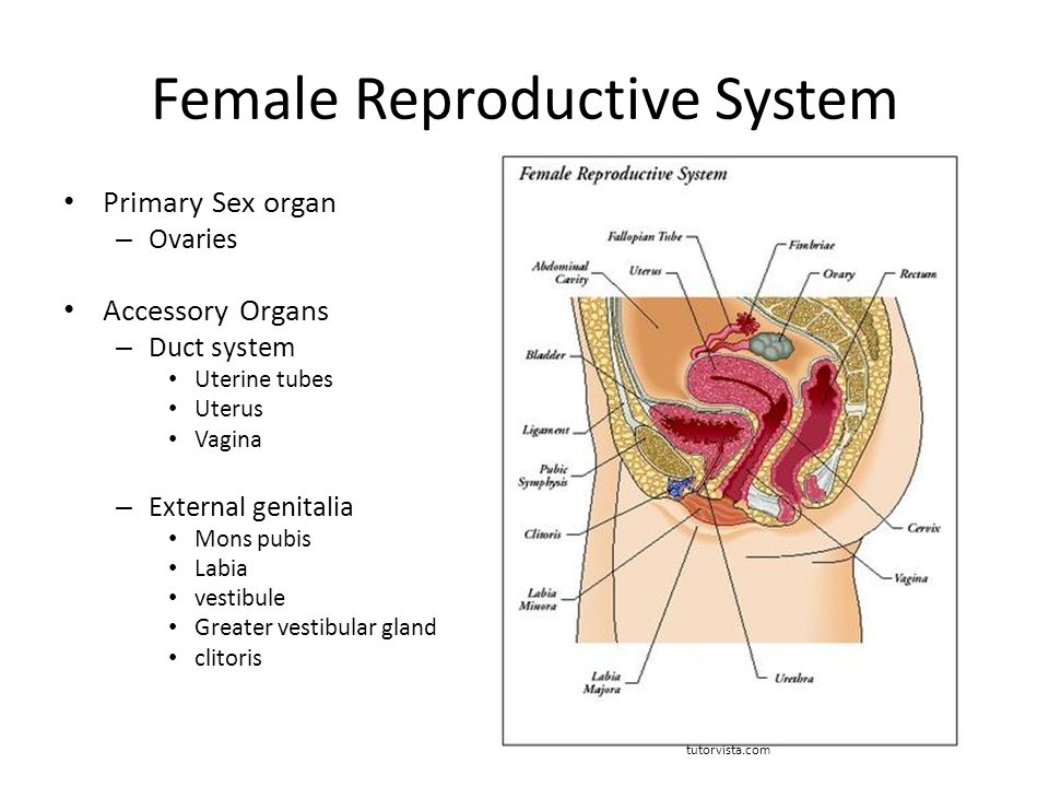 System Sex 10