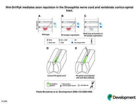 Wnt-Drl/Ryk mediates axon repulsion in the Drosophila nerve cord and vertebrate cortico-spinal tract. Wnt-Drl/Ryk mediates axon repulsion in the Drosophila.