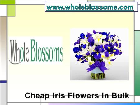 Cheap Iris Flowers In Bulk - Whole Blossoms