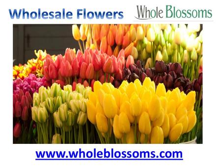 There are not many places that can come even close to what  has at offer when it comes to buying wholesale.