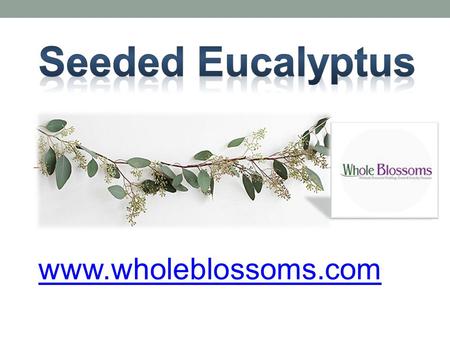 Seeded Eucalyptus - www.wholeblossoms.com