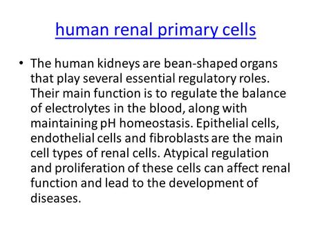 Human renal primary cells The human kidneys are bean-shaped organs that play several essential regulatory roles. Their main function is to regulate the.
