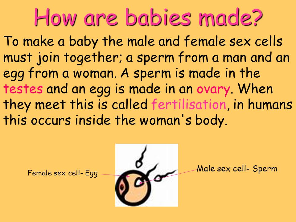 What Is The Male Sex Cell Called 90
