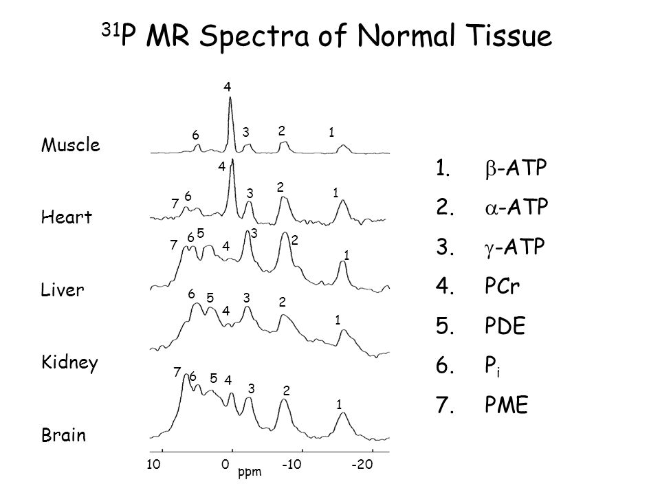 download the cellular structure of the mammalian nervous system