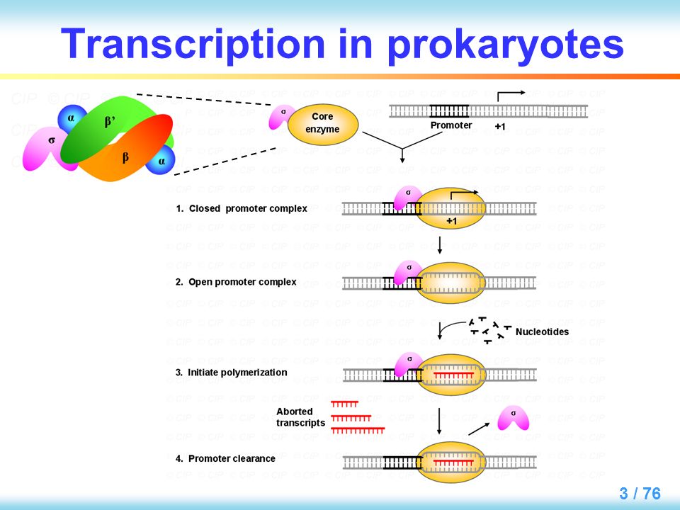 chapter 4 transcription in eukaryotes: mechanism