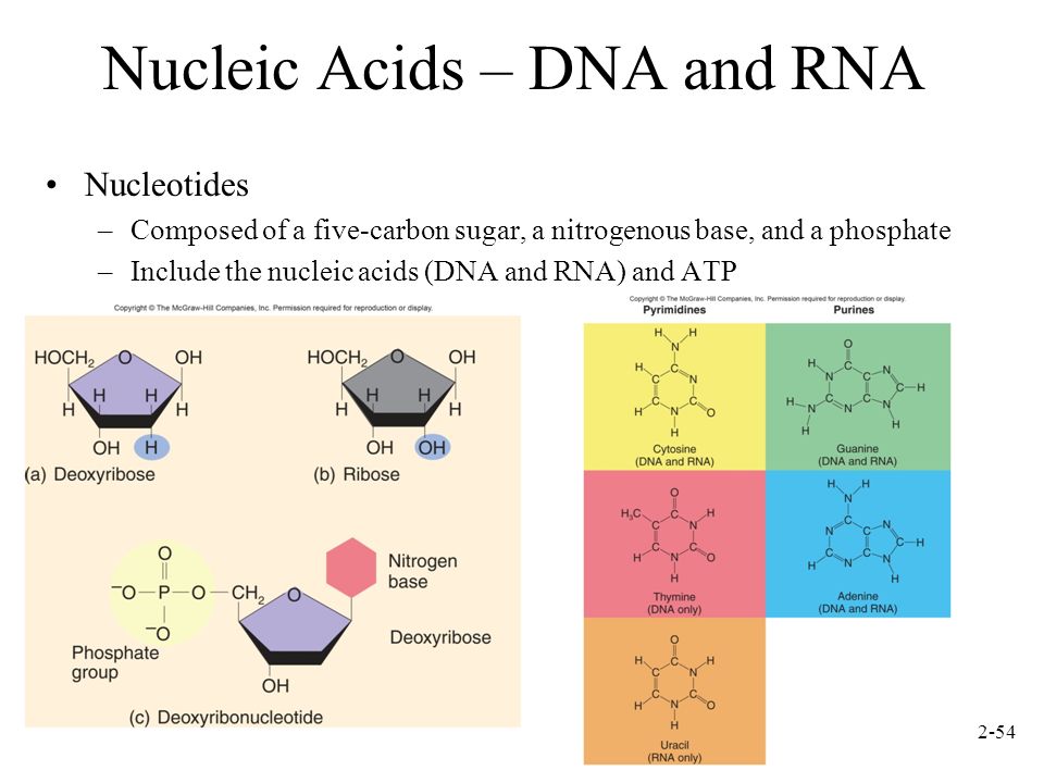 Do nucleic acids include glucose and glycogen - answers.com