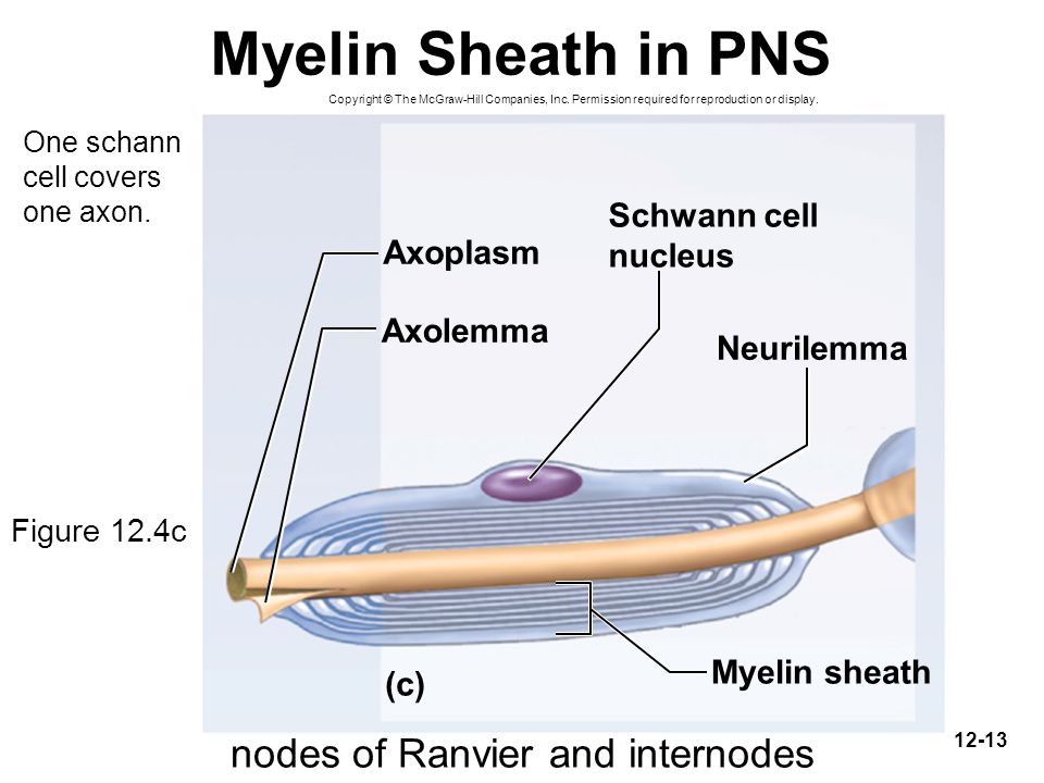 download prostate cancer shifting from morphology to biology