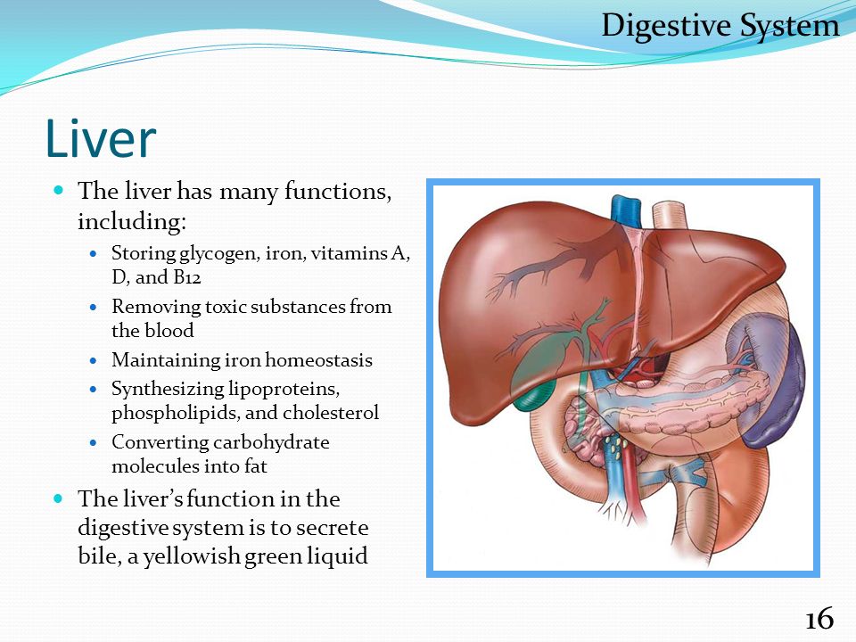 Function of the Digestive System - cliffsnotes.com