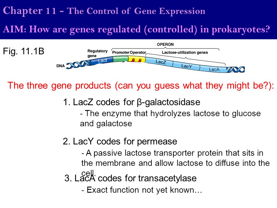 How Genes Are Control