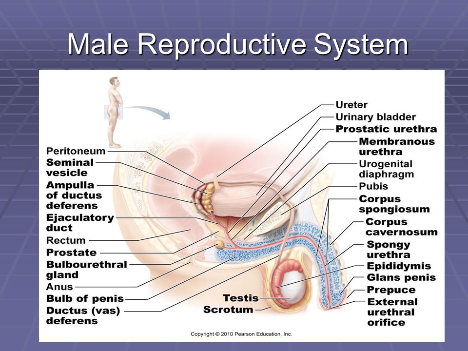Male Reproductive Organs 109