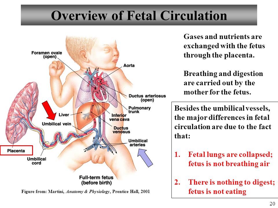 Diet Single Umbilical Artery Fetus
