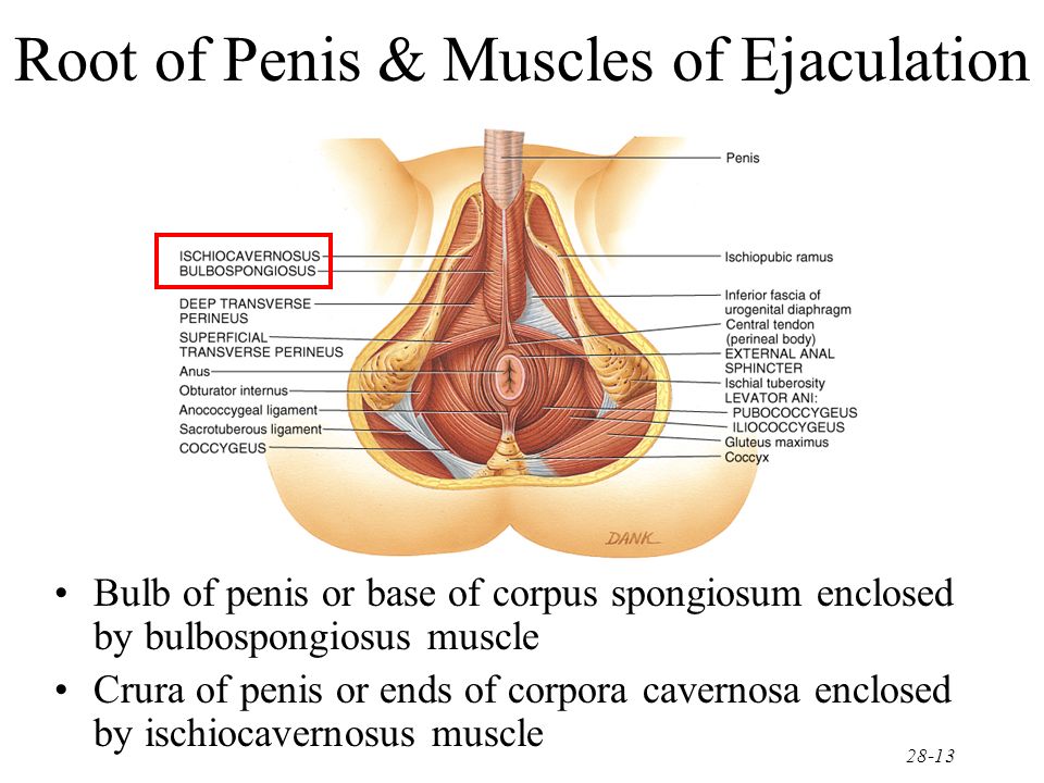 Muscles In Penis 78