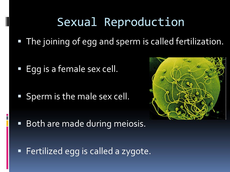 What Is The Female Sex Cell Called 119
