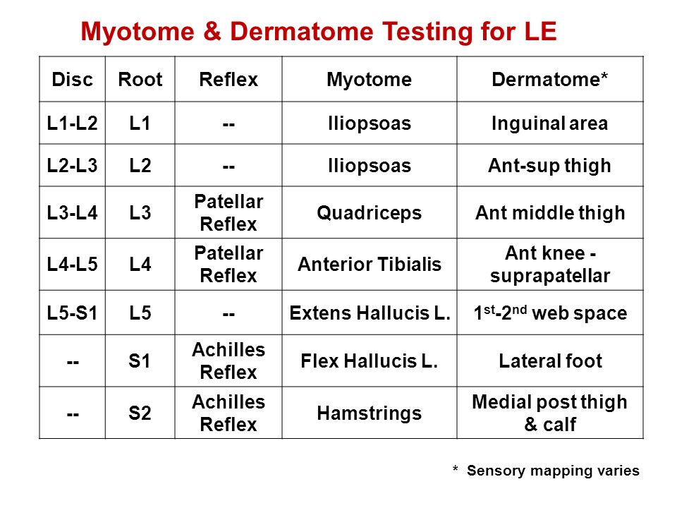 Myotome Chart Lower Extremity