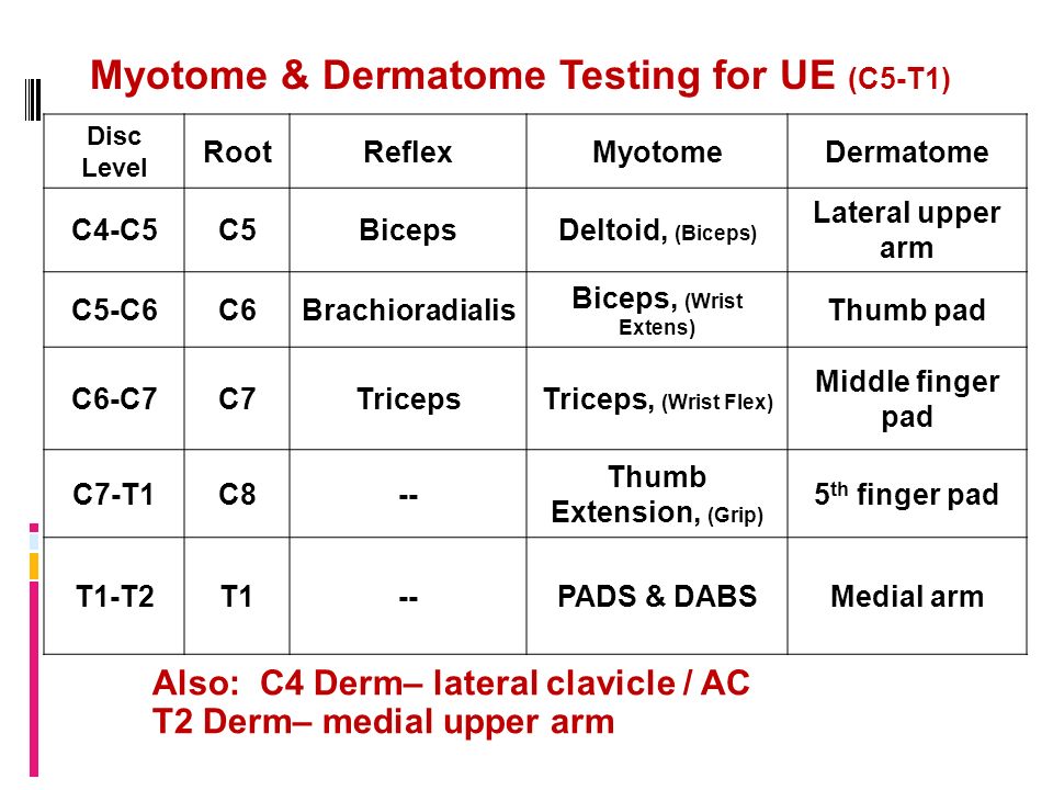 Myotome Testing Chart