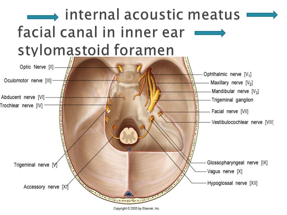 Facial Nerve Stylomastoid Foramen 66