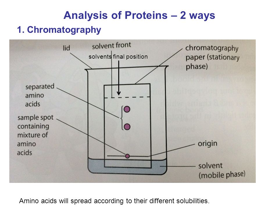 Analysis Of Proteins 14