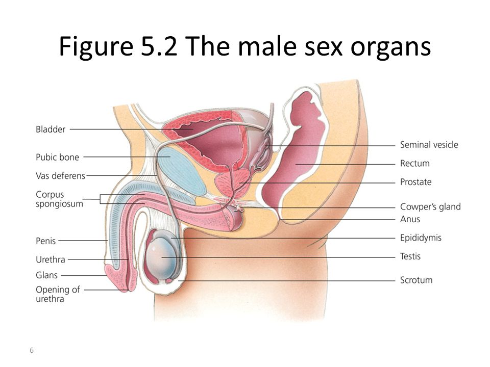 Sex Organs Pics 25