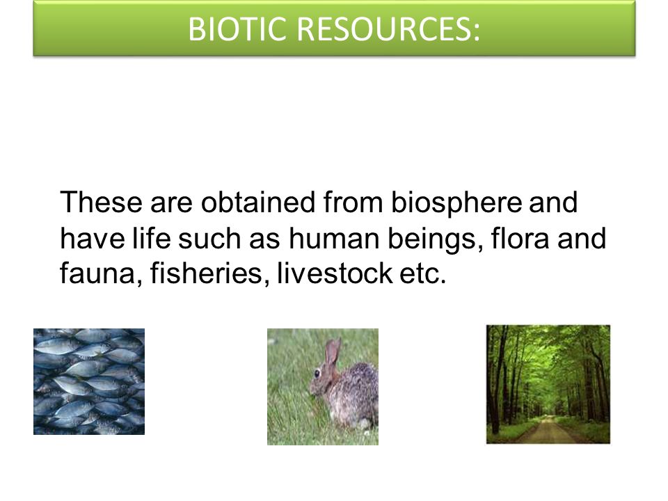 Pictures Of Biotic And Abiotic Resources 113