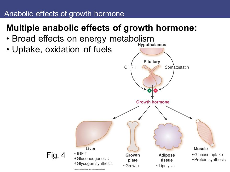Growth Hormone Effects On Metabolic Diet
