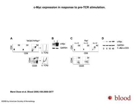 c-Myc expression in response to pre-TCR stimulation.