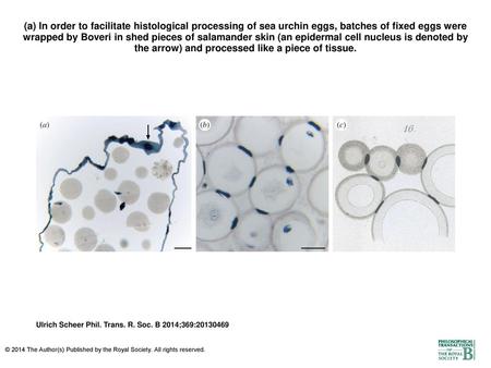 (a) In order to facilitate histological processing of sea urchin eggs, batches of fixed eggs were wrapped by Boveri in shed pieces of salamander skin (an.