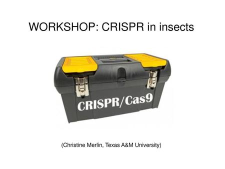 WORKSHOP: CRISPR in insects