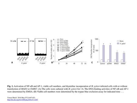 Fig. 1. Activation of NF-κB and AP-1, viable cell numbers, and thymidine incorporation of H. pylori-infected cells with or without transfection of MAD3.