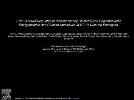 Ezrin Is Down-Regulated in Diabetic Kidney Glomeruli and Regulates Actin Reorganization and Glucose Uptake via GLUT1 in Cultured Podocytes  Anita A. Wasik,