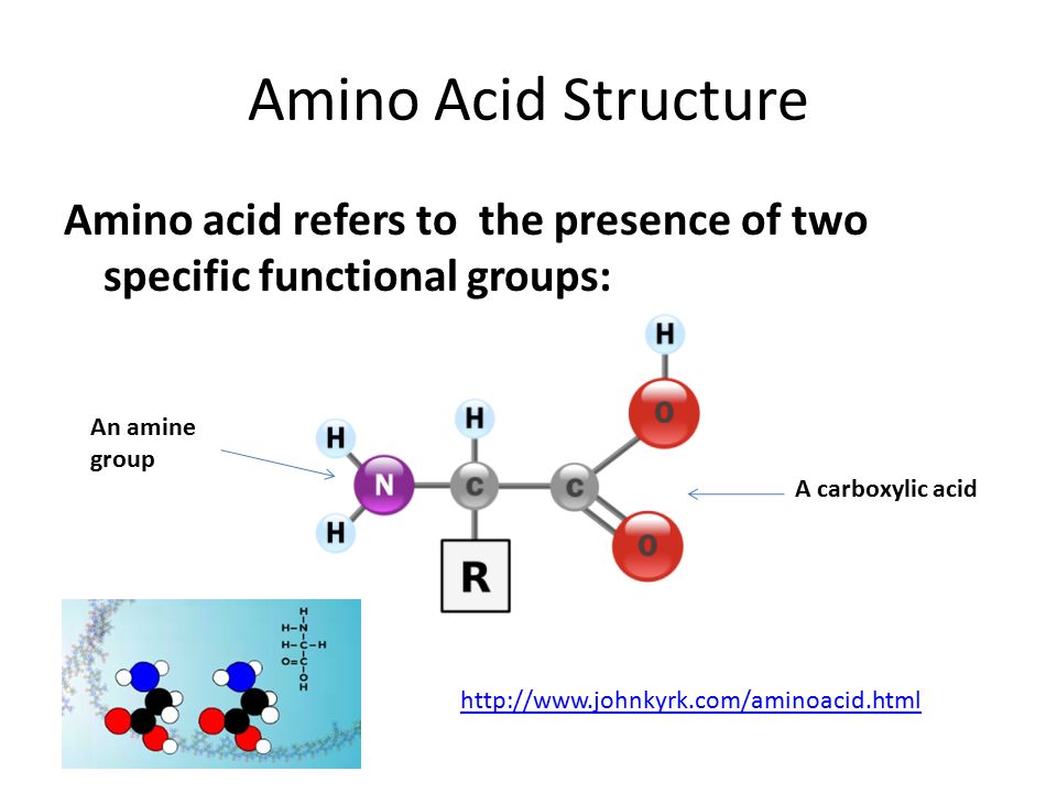 Amino Acid Functional Group 23