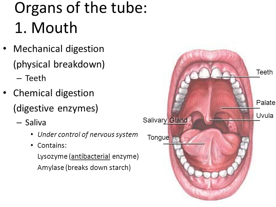 Organs In The Mouth 65