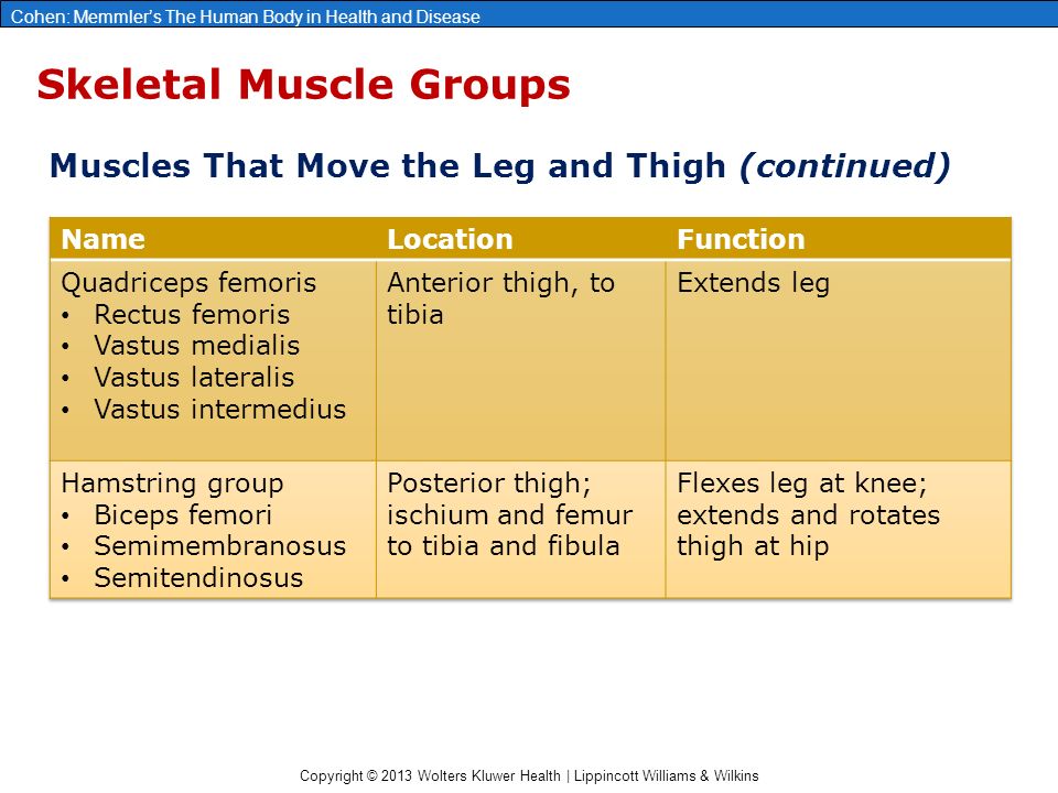 vastus medialis,soleus femorisrectus femorisvastus medialisvastus lateralisvastus