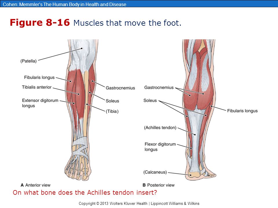 chapter 8: the muscular system
