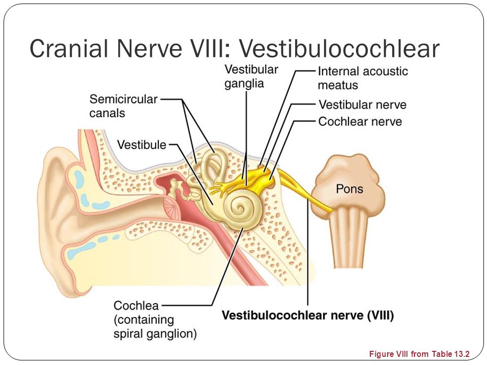 Functions Of The Throat 83