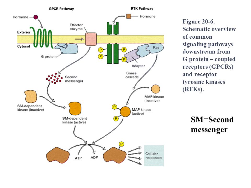 online commercial use of biodiversity access to genetic resources