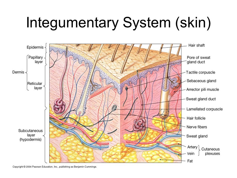 download biomechanics