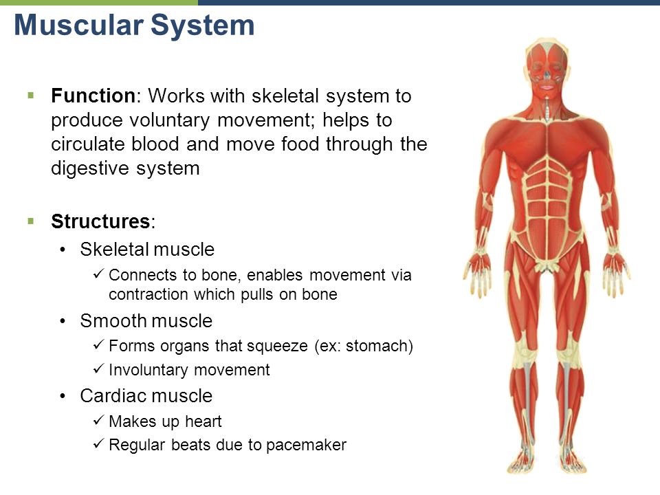 Functions Of The Muscular System 90